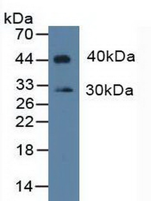 Polyclonal Antibody to Indoleamine-2,3-Dioxygenase (IDO)