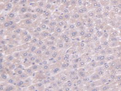 Polyclonal Antibody to Peptidylprolyl Isomerase F (PPIF)
