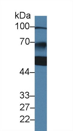 Polyclonal Antibody to Z-DNA Binding Protein 1 (ZBP1)