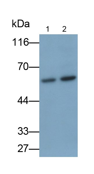 Polyclonal Antibody to Z-DNA Binding Protein 1 (ZBP1)