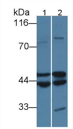 Polyclonal Antibody to Cytohesin 1 (CYTH1)