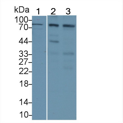 Polyclonal Antibody to Integrin Beta 2 (CD18)