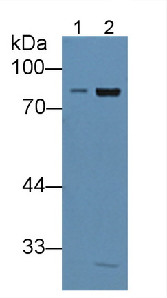 Polyclonal Antibody to Integrin Beta 2 (CD18)