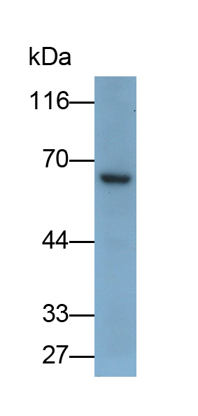 Polyclonal Antibody to Macrophage Scavenger Receptor 1 (MSR1)