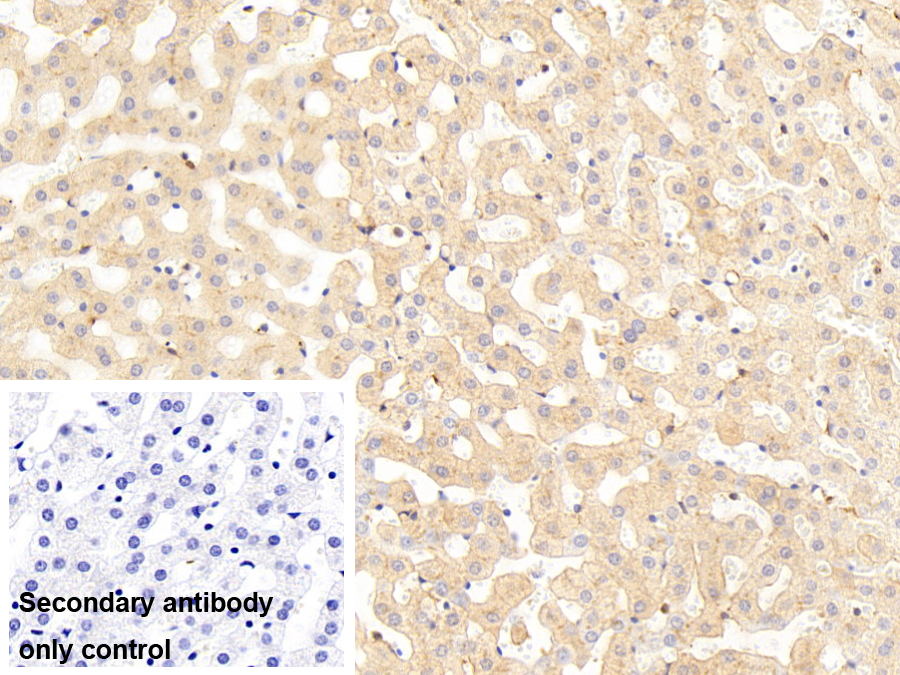 Polyclonal Antibody to Macrophage Scavenger Receptor 1 (MSR1)