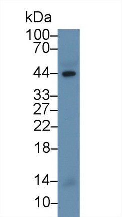 Polyclonal Antibody to Caspase 1 (CASP1)