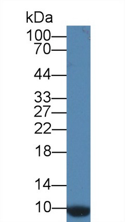 Polyclonal Antibody to Cluster Of Differentiation 164 (CD164)