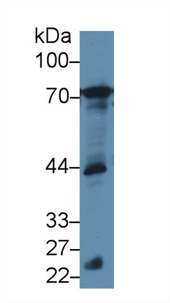 Polyclonal Antibody to B-Cell Linker Protein (BLNK)