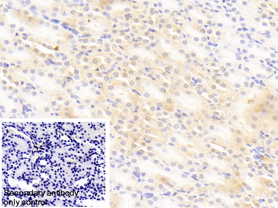 Polyclonal Antibody to Protocadherin Alpha 1 (PCDHa1)