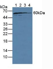 Polyclonal Antibody to GDP Dissociation Inhibitor 1 (GDI1)