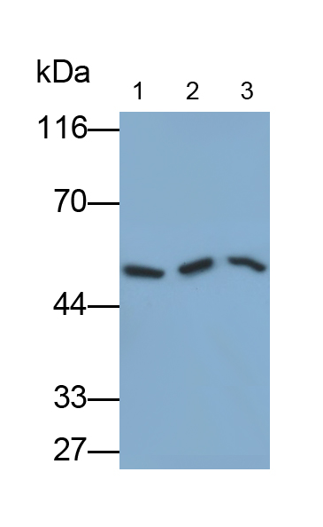 Polyclonal Antibody to Citrate Synthase (CS)