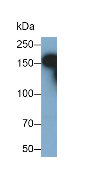 Polyclonal Antibody to Integrin Alpha M (CD11b)