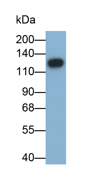 Polyclonal Antibody to Integrin Alpha M (CD11b)
