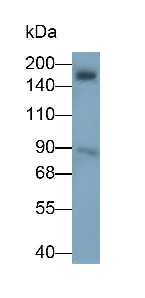 Polyclonal Antibody to Integrin Alpha M (CD11b)