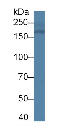 Polyclonal Antibody to Integrin Alpha M (CD11b)