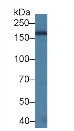 Polyclonal Antibody to Integrin Alpha M (CD11b)