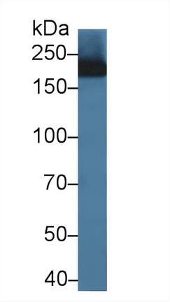 Polyclonal Antibody to Integrin Alpha M (CD11b)