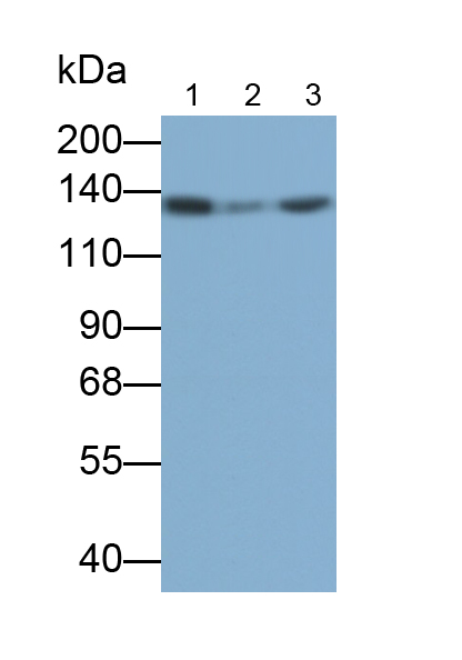 Polyclonal Antibody to Permeability Glycoprotein (Pgp)