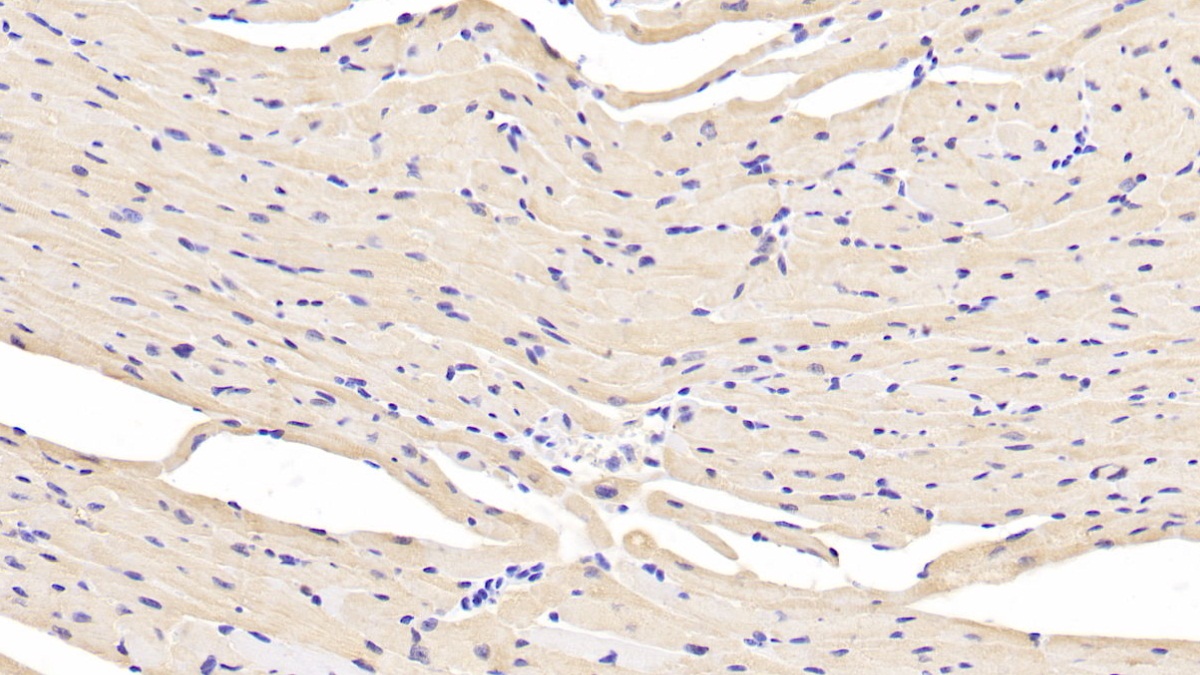 Polyclonal Antibody to Lactate Dehydrogenase B (LDHB)