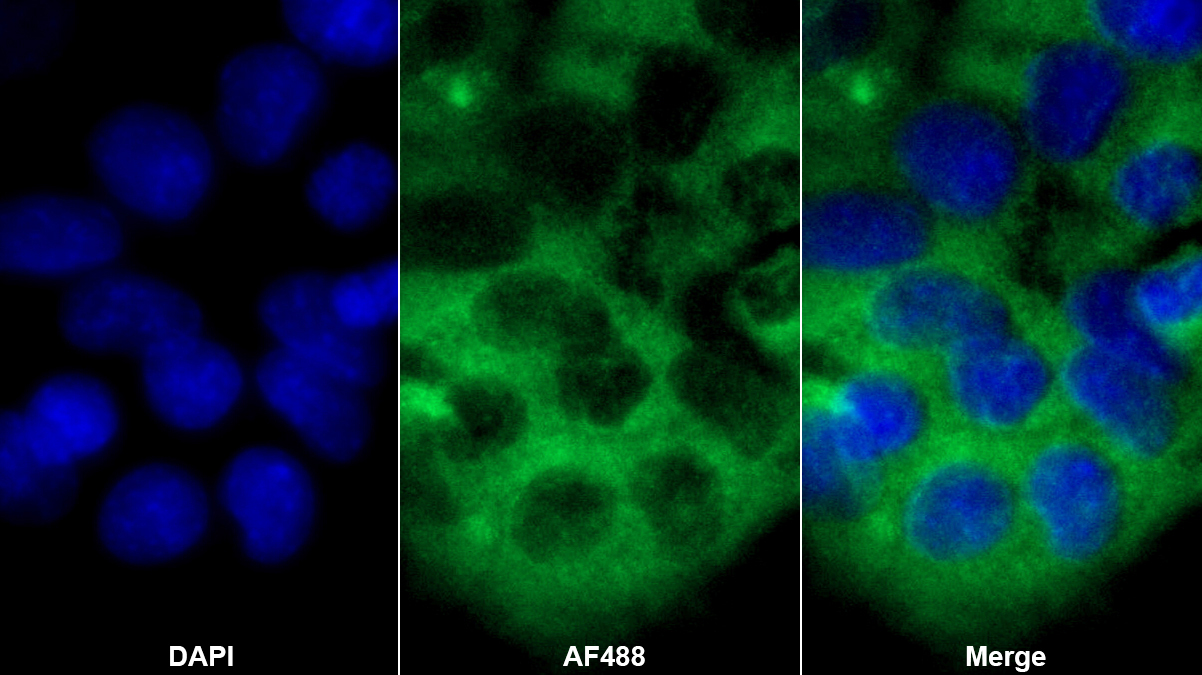 Polyclonal Antibody to Angiopoietin Like Protein 3 (ANGPTL3)
