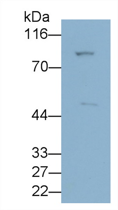 Polyclonal Antibody to Angiopoietin Like Protein 3 (ANGPTL3)