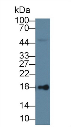 Polyclonal Antibody to Lipocalin 1 (LCN1)