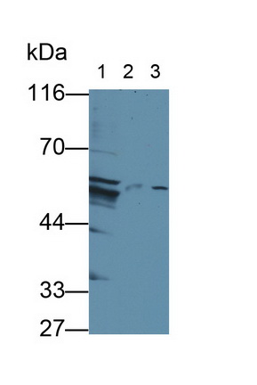 Polyclonal Antibody to Oncoprotein Induced Transcript 3 (OIT3)