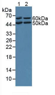 Polyclonal Antibody to Oncoprotein Induced Transcript 3 (OIT3)