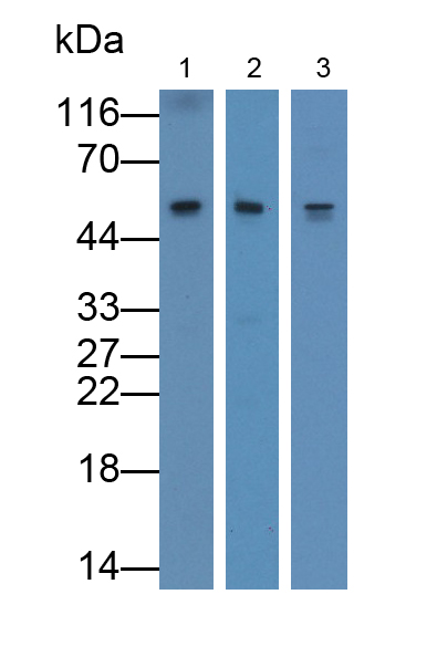 Polyclonal Antibody to Cluster Of differentiation 299 (CD299)
