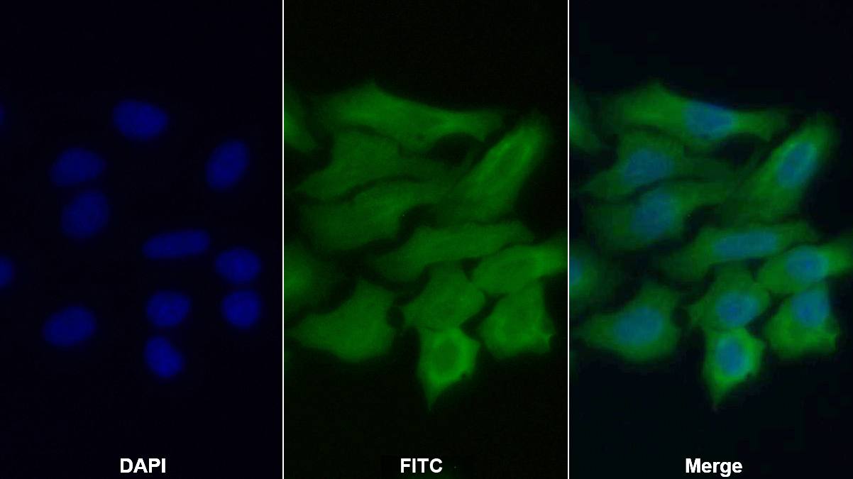 Polyclonal Antibody to Caspase 4 (CASP4)
