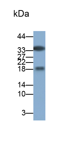 Polyclonal Antibody to Ribonuclease A3 (RNASE3)