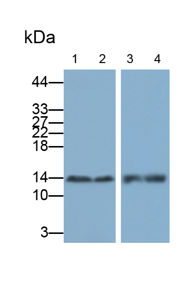 Polyclonal Antibody to S100 Calcium Binding Protein A8 (S100A8)