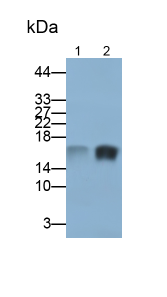 Polyclonal Antibody to S100 Calcium Binding Protein A9 (S100A9)