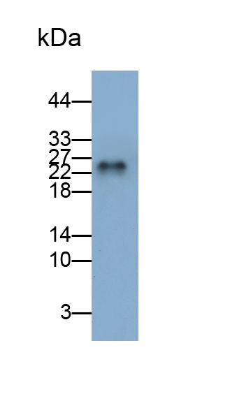 Polyclonal Antibody to Interleukin 32 (IL32)