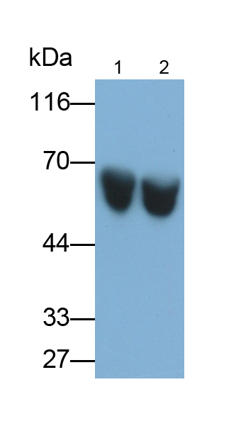 Polyclonal Antibody to High Molecular Weight Kininogen (HMWK)