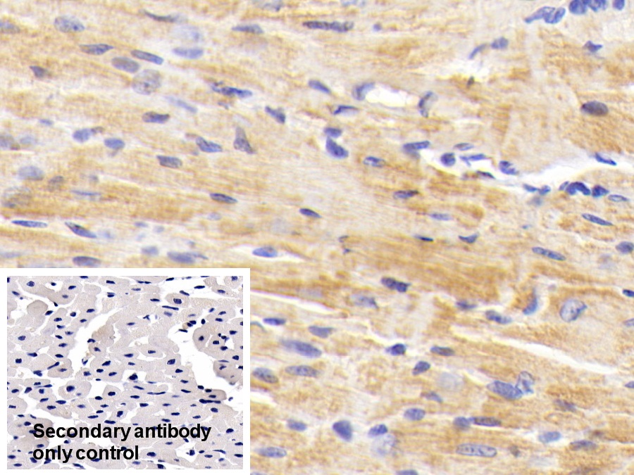 Polyclonal Antibody to Beta Secretase 2 (BACE2)