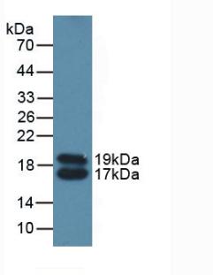 Polyclonal Antibody to Apolipoprotein C4 (APOC4)