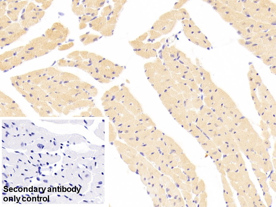 Polyclonal Antibody to Vinculin (VCL)