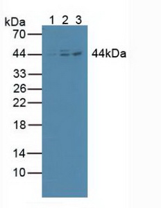 Polyclonal Antibody to Inhibitory Subunit Of NF Kappa B Beta (IkBb)