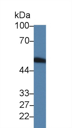 Polyclonal Antibody to Coagulation Factor VII (F7)