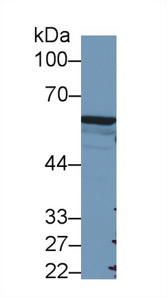 Polyclonal Antibody to Forkhead Box P3 (FOXP3)