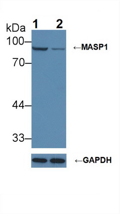 Polyclonal Antibody to Mannose Associated Serine Protease 1 (MASP1)