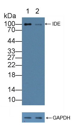 Polyclonal Antibody to Insulin Degrading Enzyme (IDE)