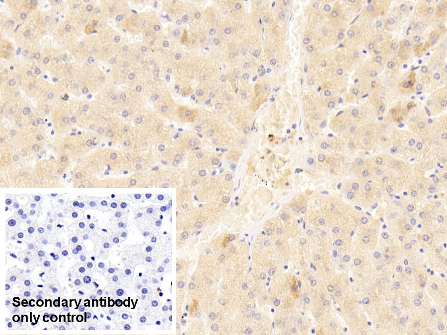 Polyclonal Antibody to Cadherin, Heart (CDHH)