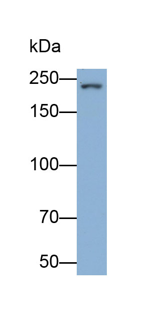 Polyclonal Antibody to Aggrecan (AGC)