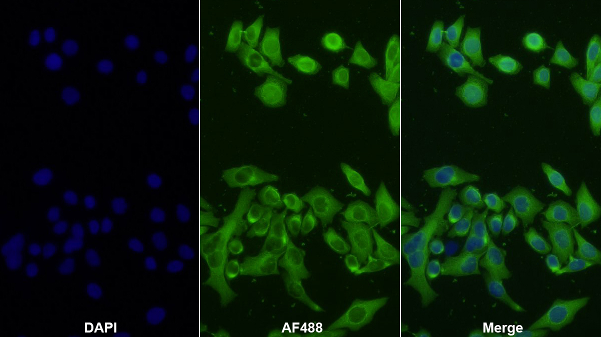 Polyclonal Antibody to NADPH Oxidase 4 (NOX4)