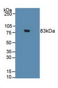 Polyclonal Antibody to Choline Acetyltransferase (ChAT)