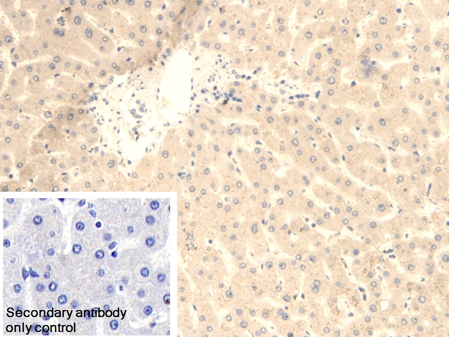 Polyclonal Antibody to Fumarase (FUM)