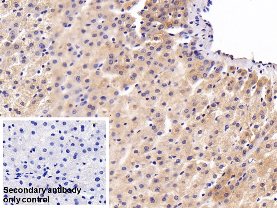 Polyclonal Antibody to Leucine Rich Alpha-2-Glycoprotein 1 (LRG1)