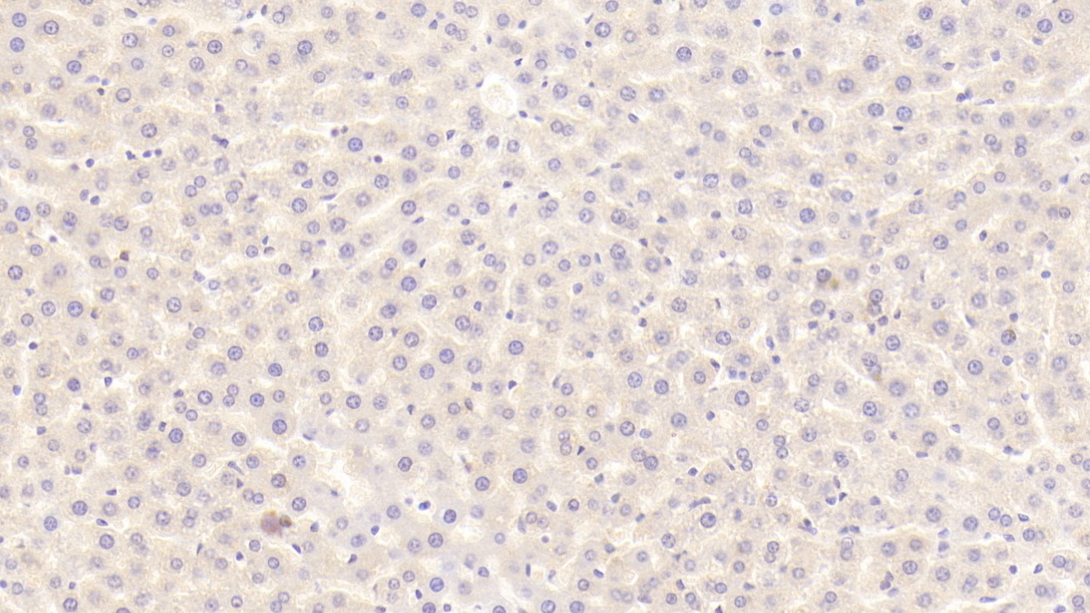 Polyclonal Antibody to Leucine Rich Alpha-2-Glycoprotein 1 (LRG1)